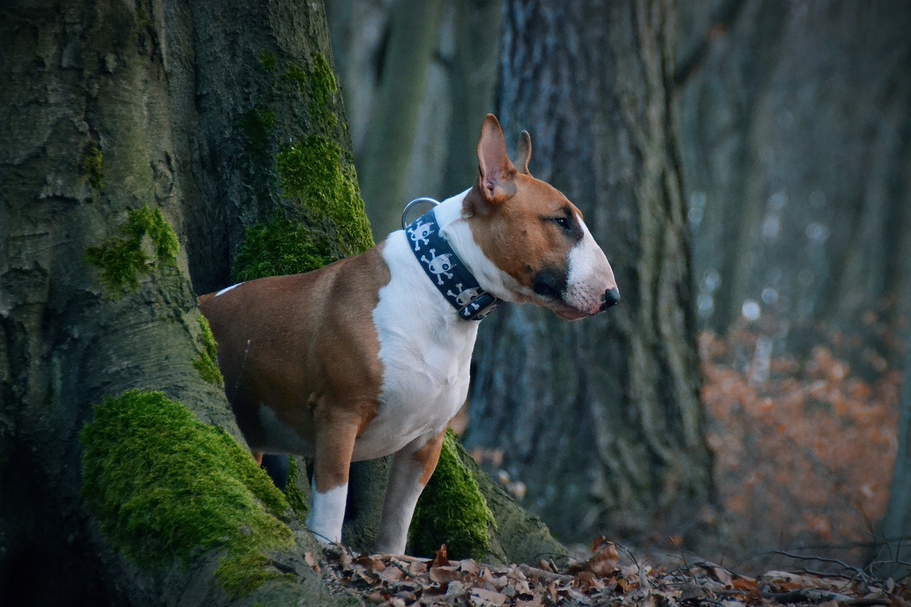 Zijn Bull Terriers de slechtste hond? –Iets om over na te denken