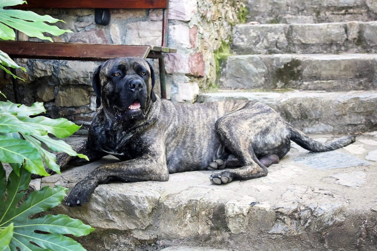 Zijn Cane Corso's de slechtste hond? –Iets om over na te denken