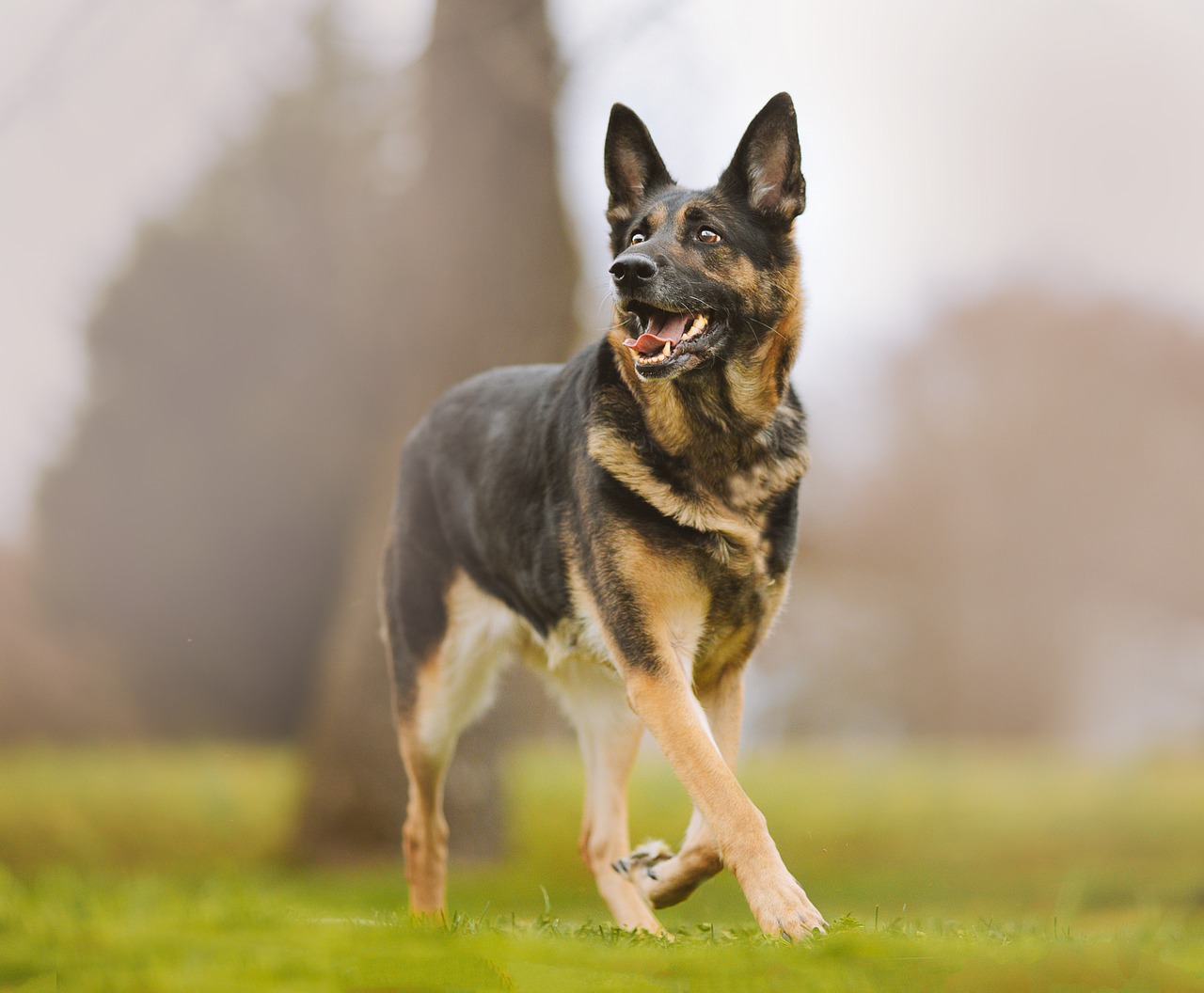 Zijn Duitse herders de slechtste hond? –Iets om over na te denken