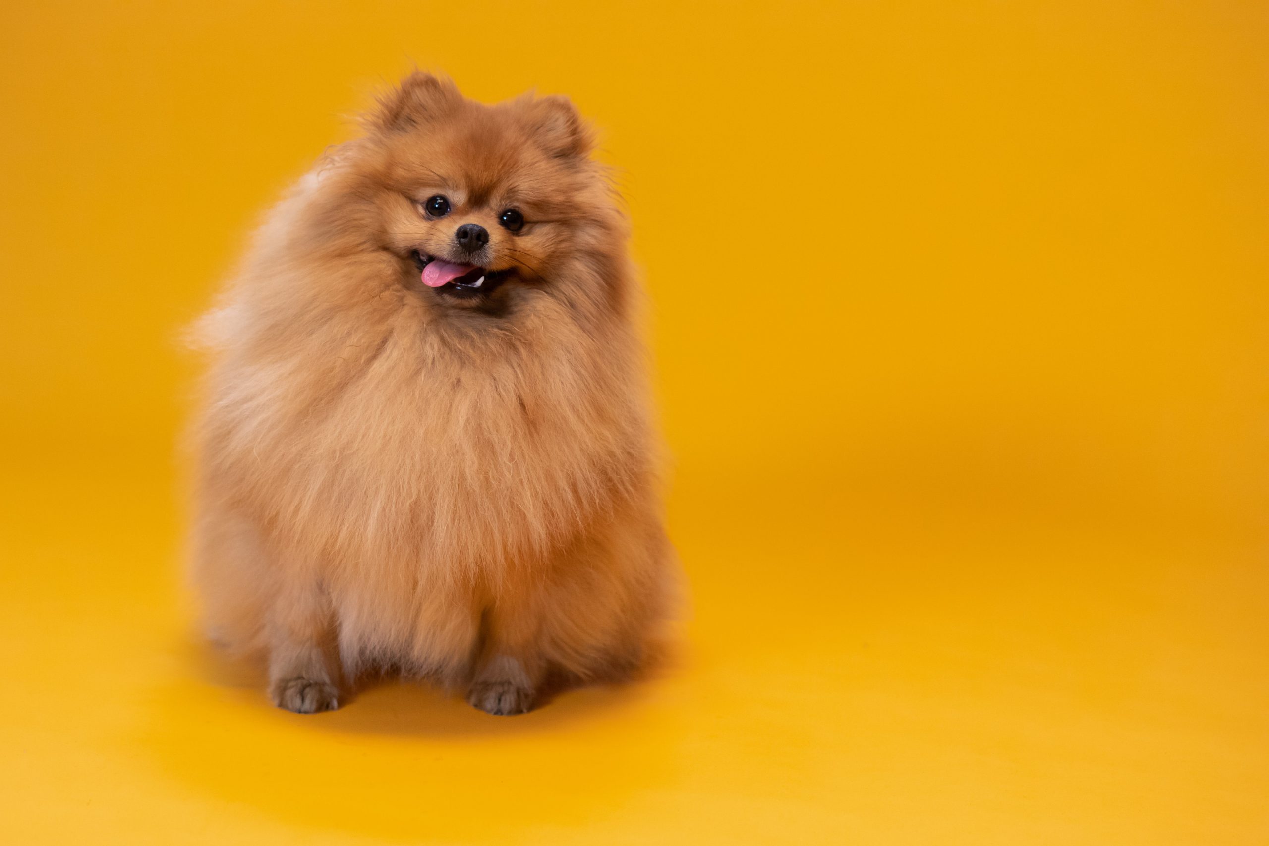 Zijn Pomeranians de slechtste hond? –Iets om over na te denken