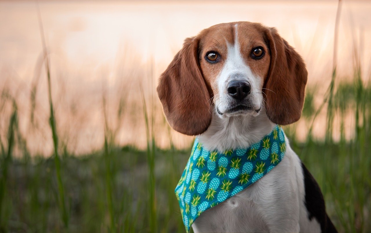 Zijn beagles de slechtste hond? –Iets om over na te denken