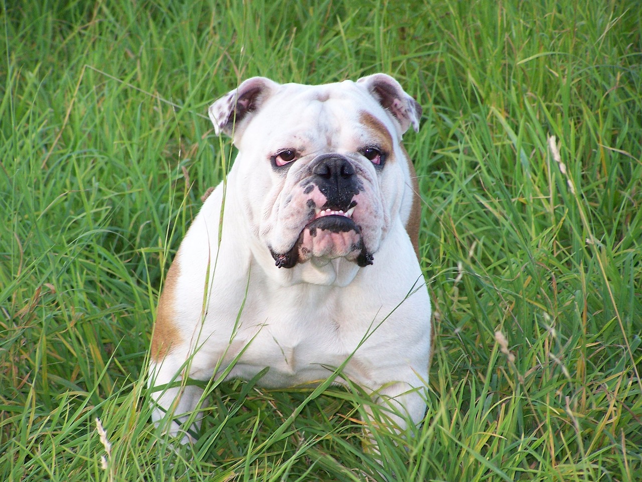 10 levenslessen die je kunt leren van een Bulldog