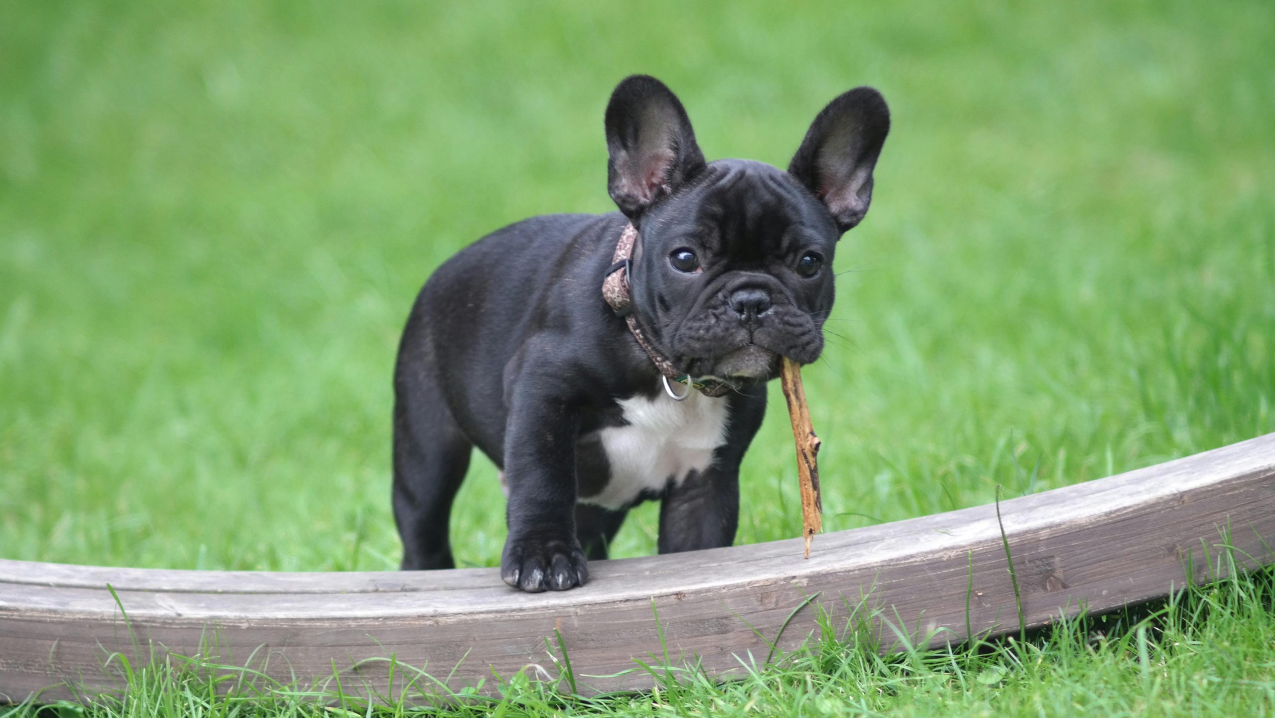 10 levenslessen die je kunt leren van een Franse Bulldog