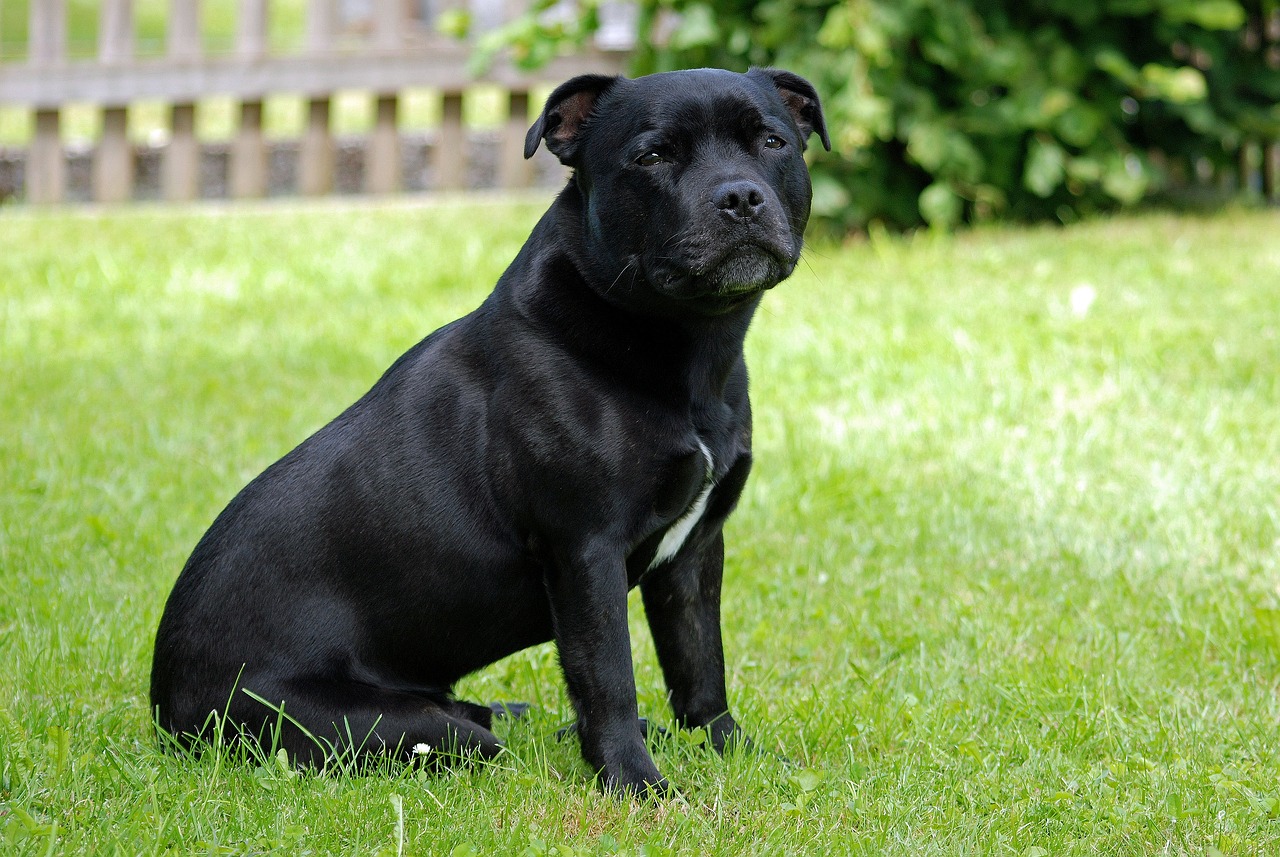 10 levenslessen die u kunt leren van een Staffordshire Bull Terrier