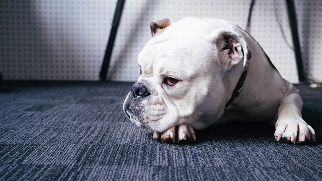 Bulldog die op vloer rust