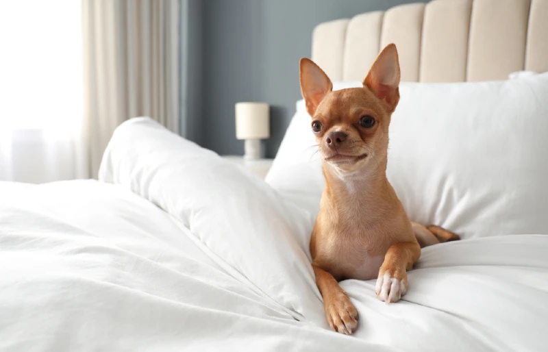 De hond van Chihuahua op het bed