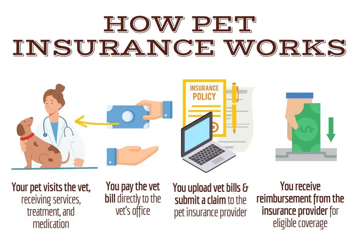 Hoe huisdierenverzekeringen werken infographic 