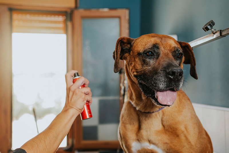 Hondentrimmer spuit eau de cologne op een boxerhond