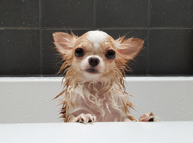 chihuahua-hond-krijgt-een-bad-in-de-badkuip