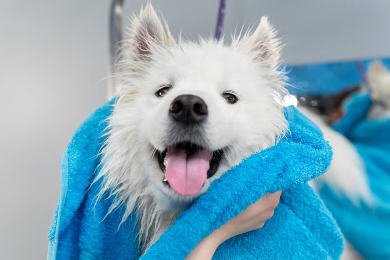 Trimmer die Samojeed hond met handdoek na een bad afveegt