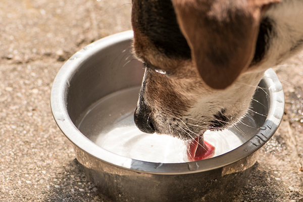 Een hond die water drinkt uit een kom.