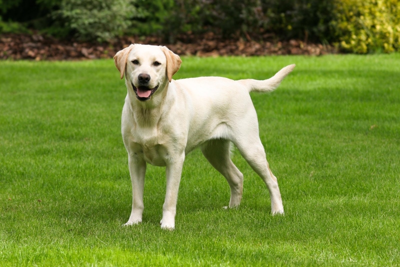 Labrador Retriever hond die zich bevindt Het gazon