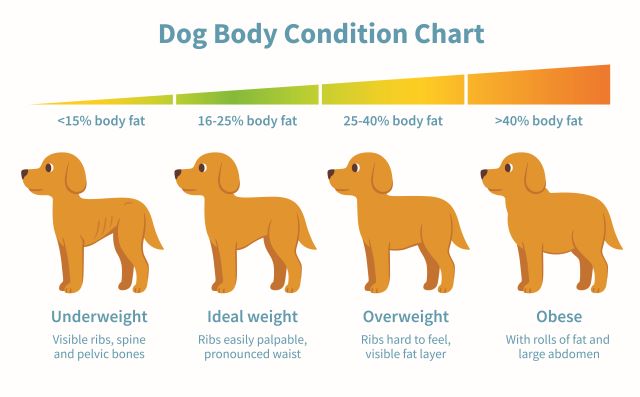Body Condition Chart voor honden