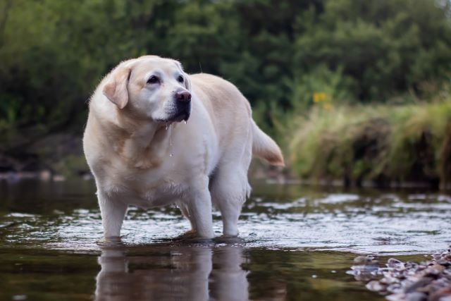 Labrador met overgewicht buiten
