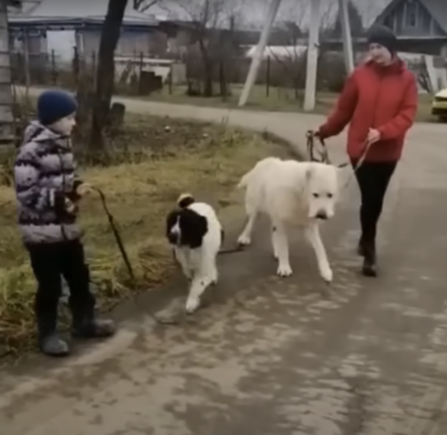Gerehabiliteerde hondenwandelingen met vriend