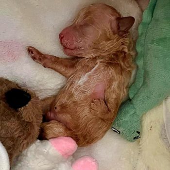 Afgewezen door moeder, puppy met misvormd been pluist op tot knuffelbeer