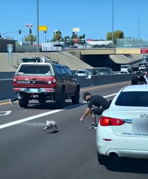 Chauffeurs en agent stoppen om loslopende hond op snelweg te vangen, ze spot met de wet