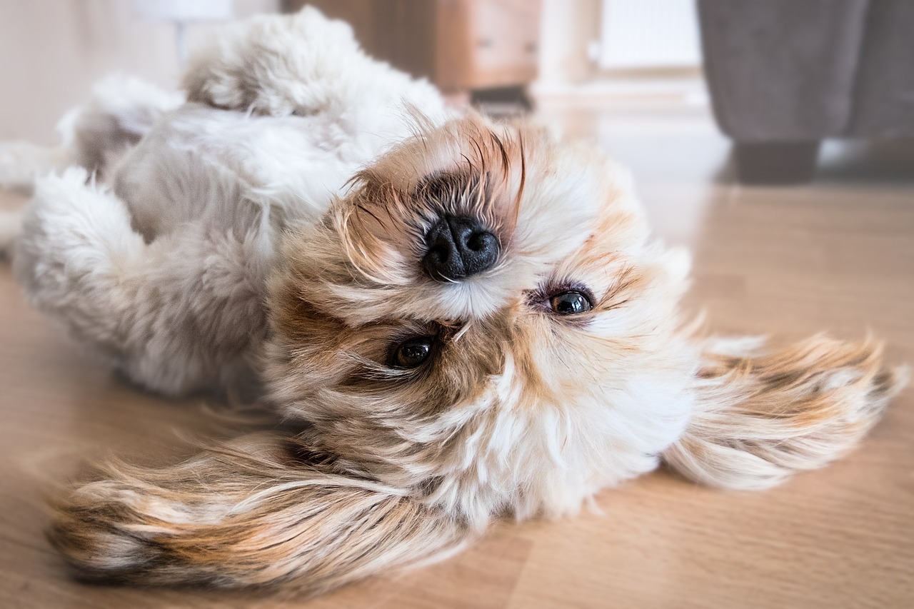 De kunst van buikwrijven: wat het gedrag van uw hond zegt over vertrouwen