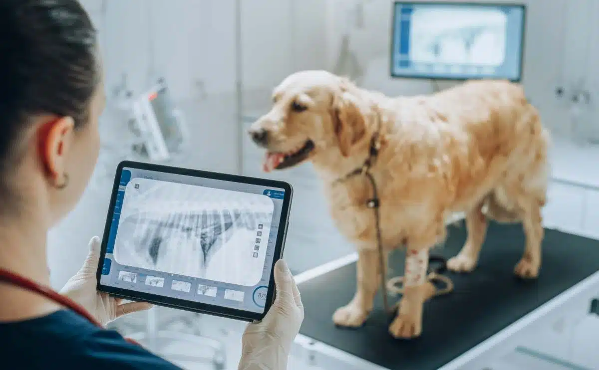Retriever-huisdier dat zich op onderzoekslijst bevindt terwijl een vrouwelijke dierenarts de röntgenfoto's van de honden op een tablet beoordeelt.