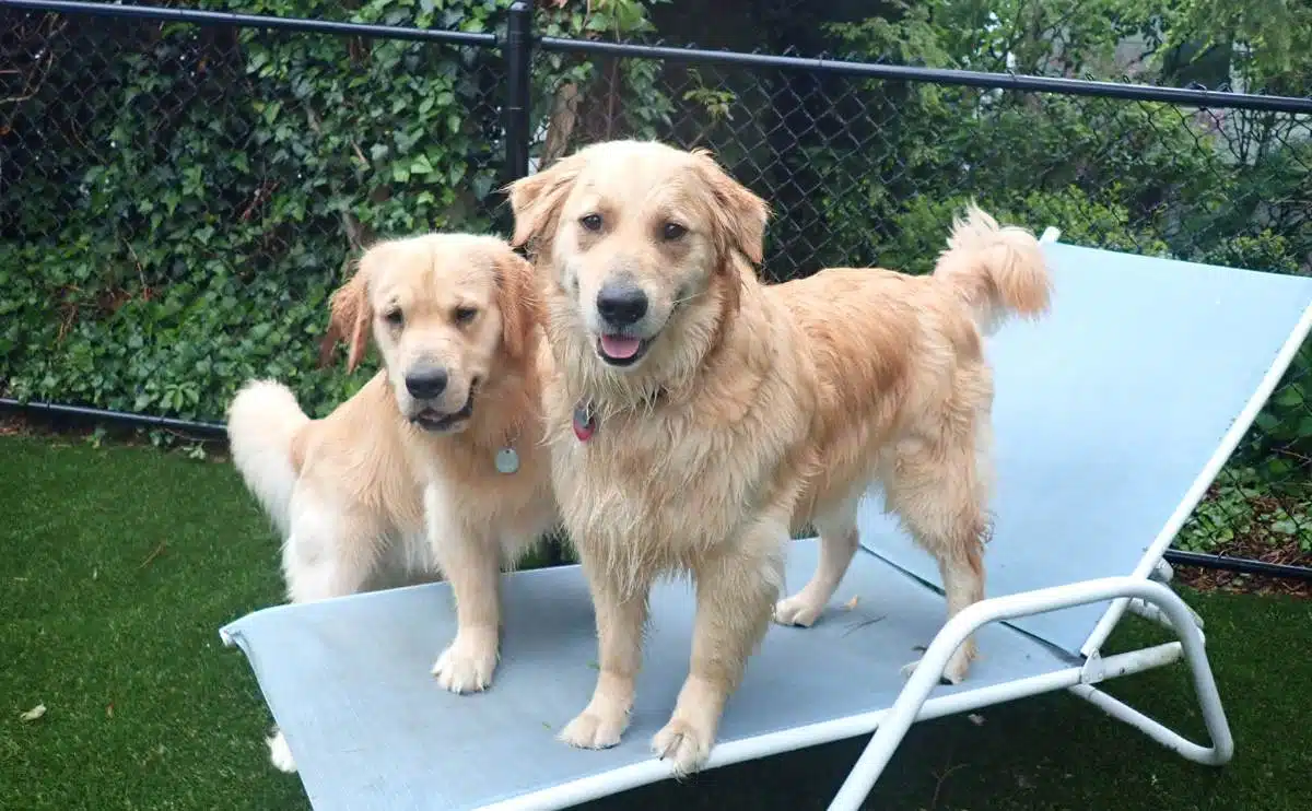 Twee gouden honden in een ligstoel in openlucht.