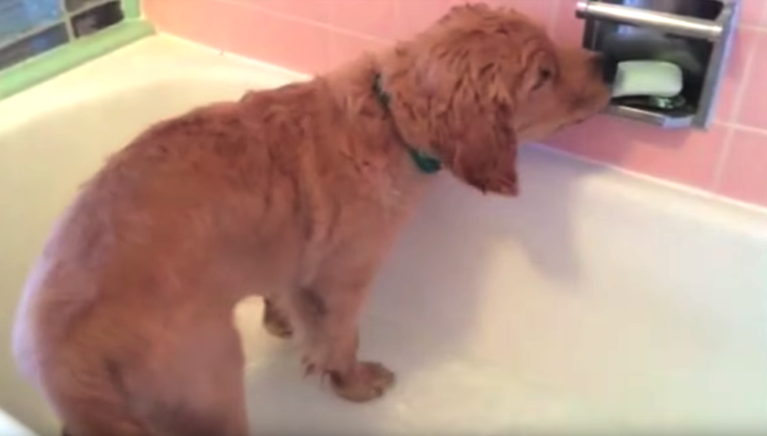 Golden Retriever Puppy 'geeft zichzelf' bad, en hij heeft de schattigste routine