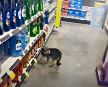 Guy vindt loslopende zwerfhond in Dollar Store en zet haar in zijn winkelwagentje