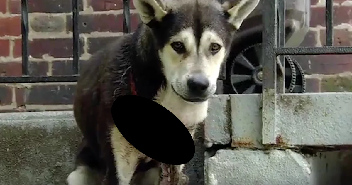 Hond kwam vast te zitten in zijn puppyhalsband omdat zijn familie hem nooit controleerde