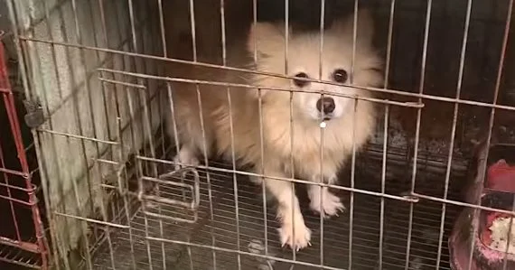 Kleine hond die twee jaar in een kooi heeft gezeten, krijgt een spa-dag om haar verwaarlozing weg te spoelen