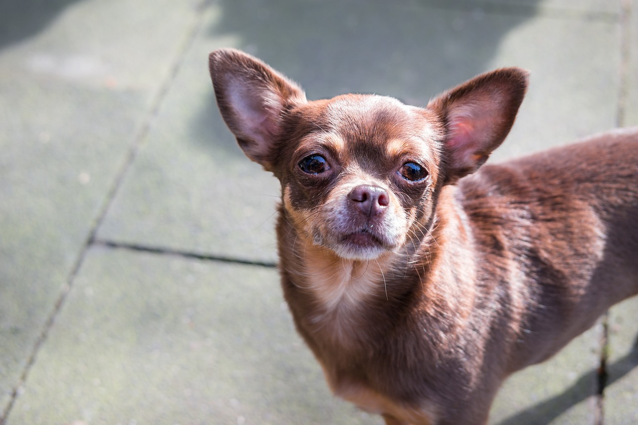 Levensduur van Chihuahua - Wat te verwachten en hoe u een Chihuahua kunt helpen langer te leven