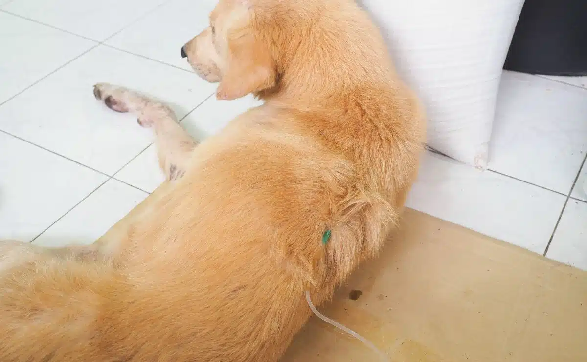 Gouden hond met nierziekte die op de vloer ligt en een zoutoplossing krijgt.