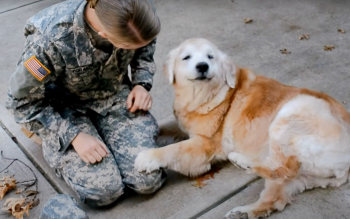 Soldaat komt weer in contact met oude hond die 'instort' op haar schoot