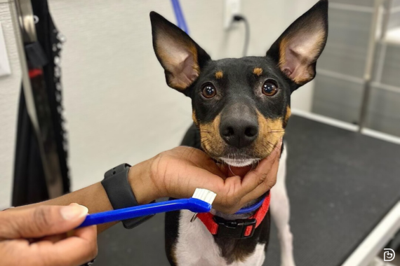 Hond met tandenborstel