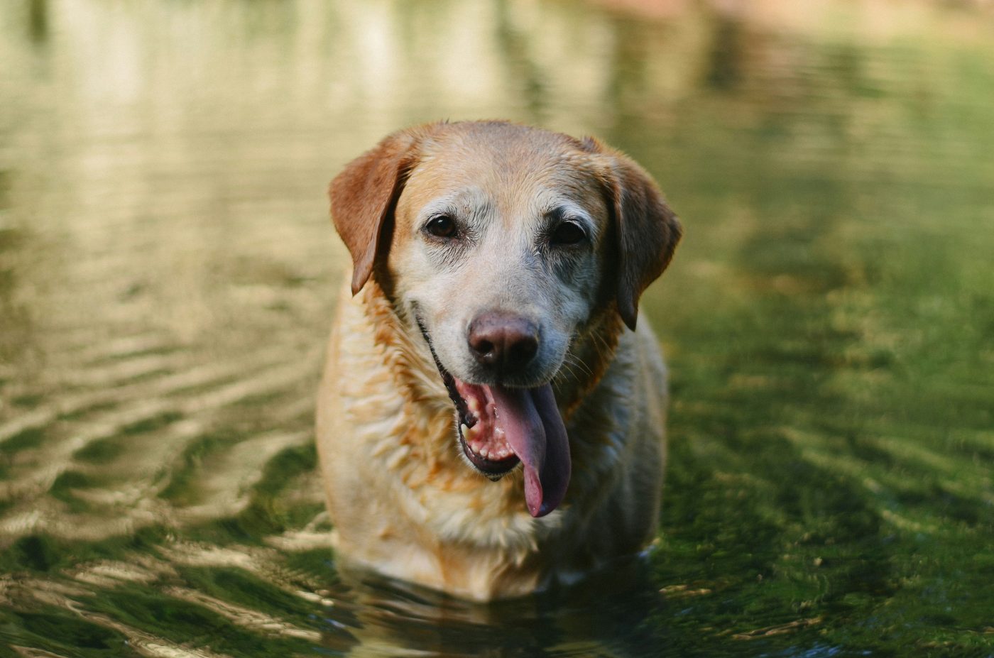 Top 5 hondenrassen die van water houden: perfect voor strandliefhebbers