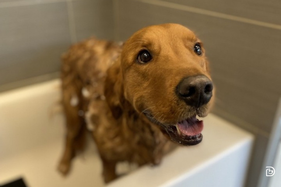 Hond in badkuip