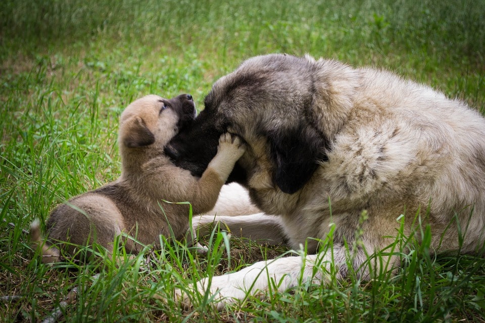 De hond en het puppy spelen van de moeder