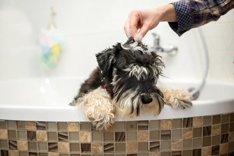 Een bad geven aan dwergschnauzerhond