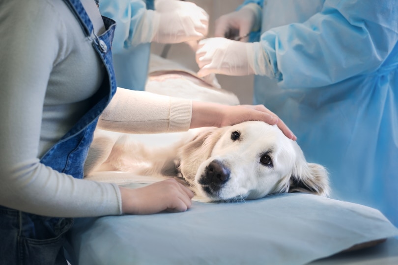 Chirurgie bij honden
