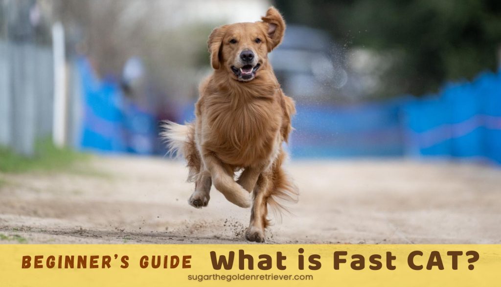 Wat is Fast Cat - Beginnersgids voor hondensport