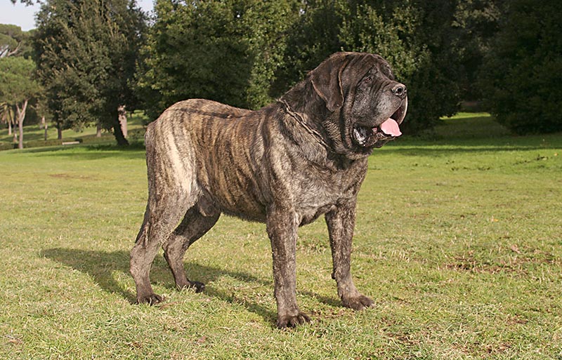 Portret van een Mastiff Dog in openlucht