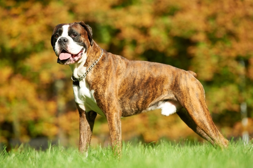 Mannelijke Boxerhond die zich op gras bevinden