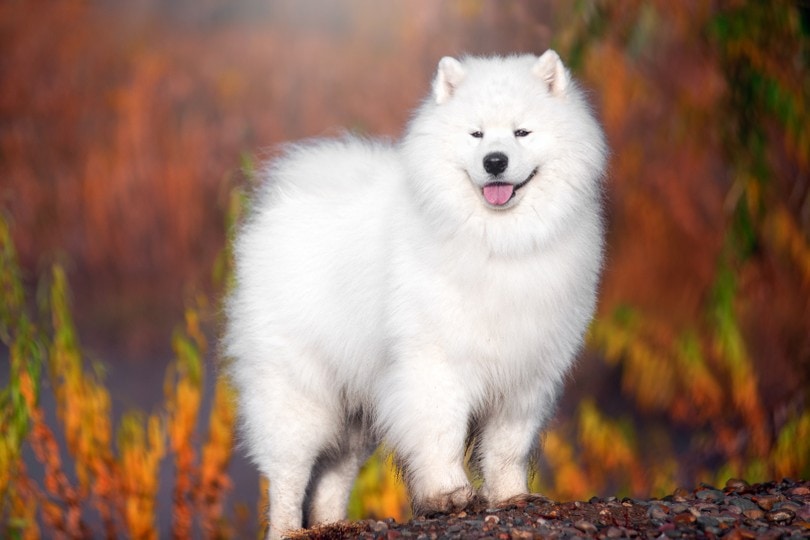 witte Samojeed hond in een prachtig bos