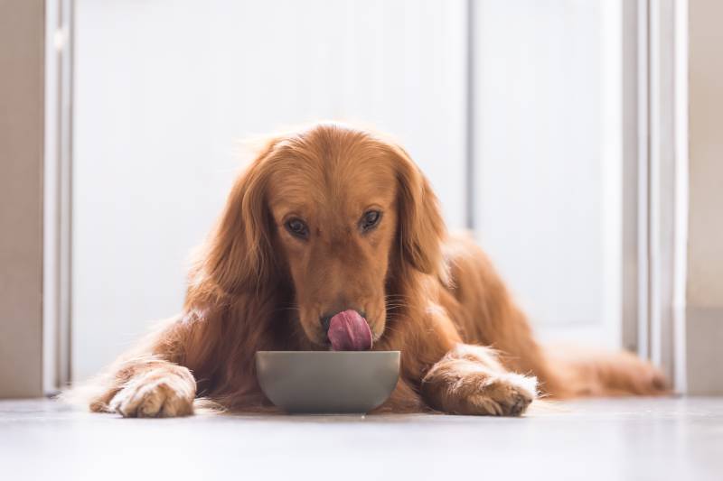 Golden Retriever hond die van de voerkom eet