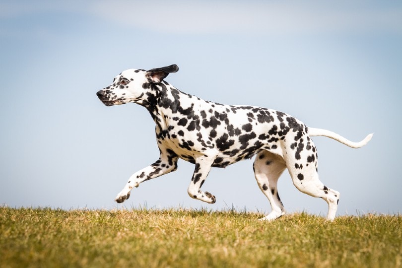 Hardlopen dalmatian_Aneta Jungerova, Shutterstock