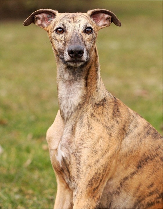 Whippet gestroomd