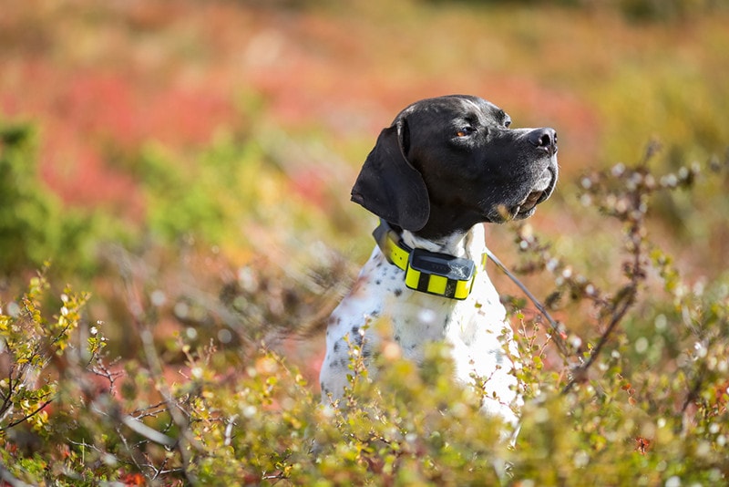 Engelse wijzer van de hond met GPS-halsband die in het gras zit
