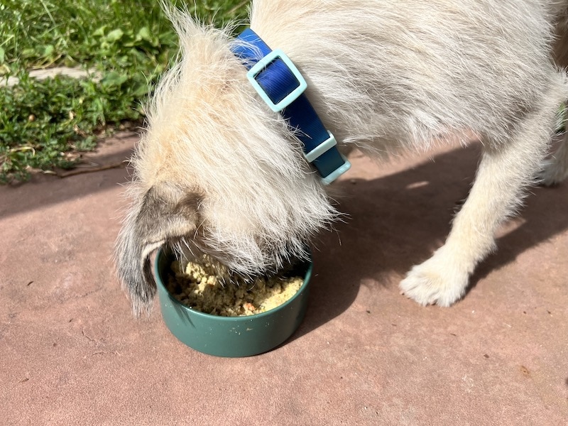 pluizige witte hond met blauwe kraag eten Ollie hondenvoer kip recept