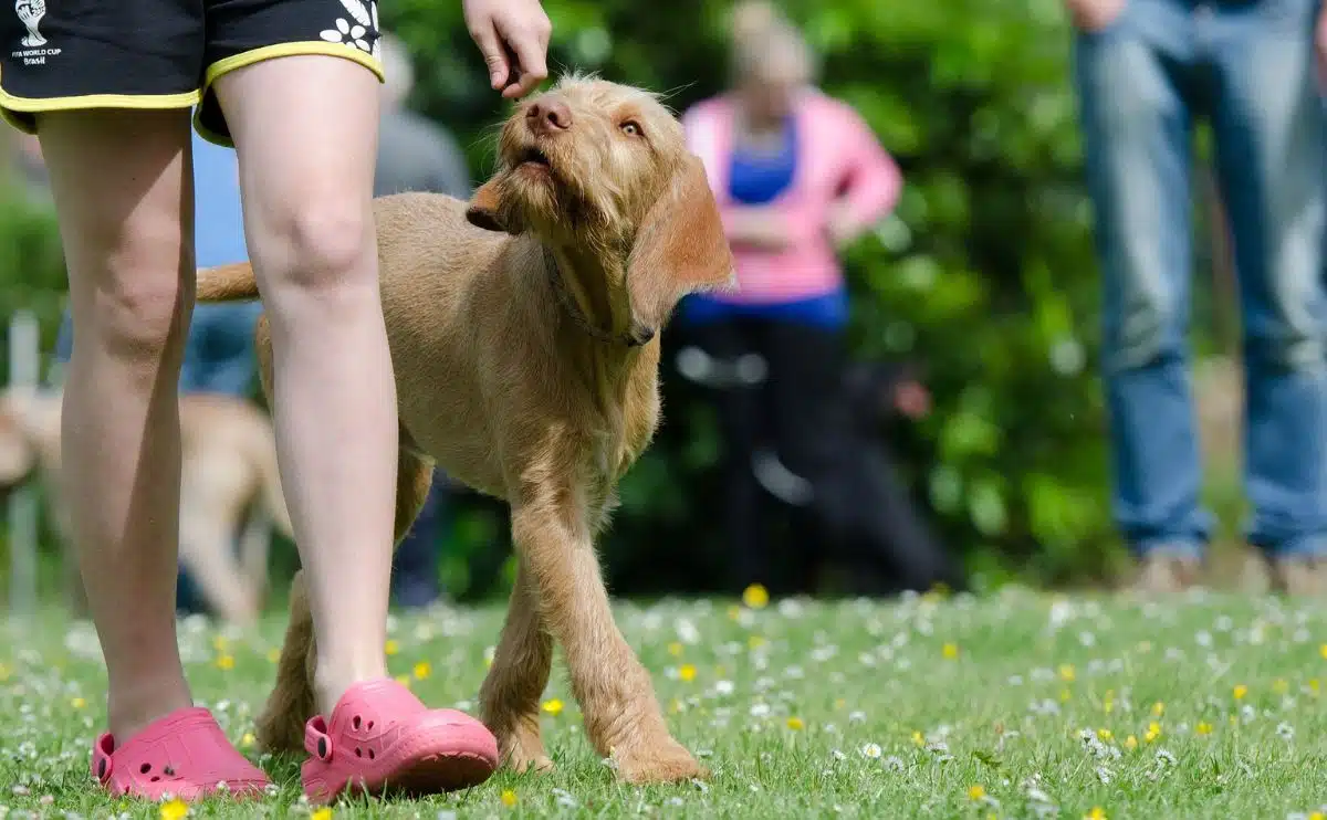 Een persoon die tijdens de training een hondensnoepje naast de snuit van een hond houdt.