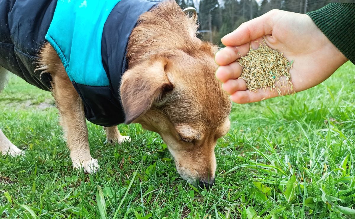 De hand van de persoon met graszaad voor een hond die gras snuift.