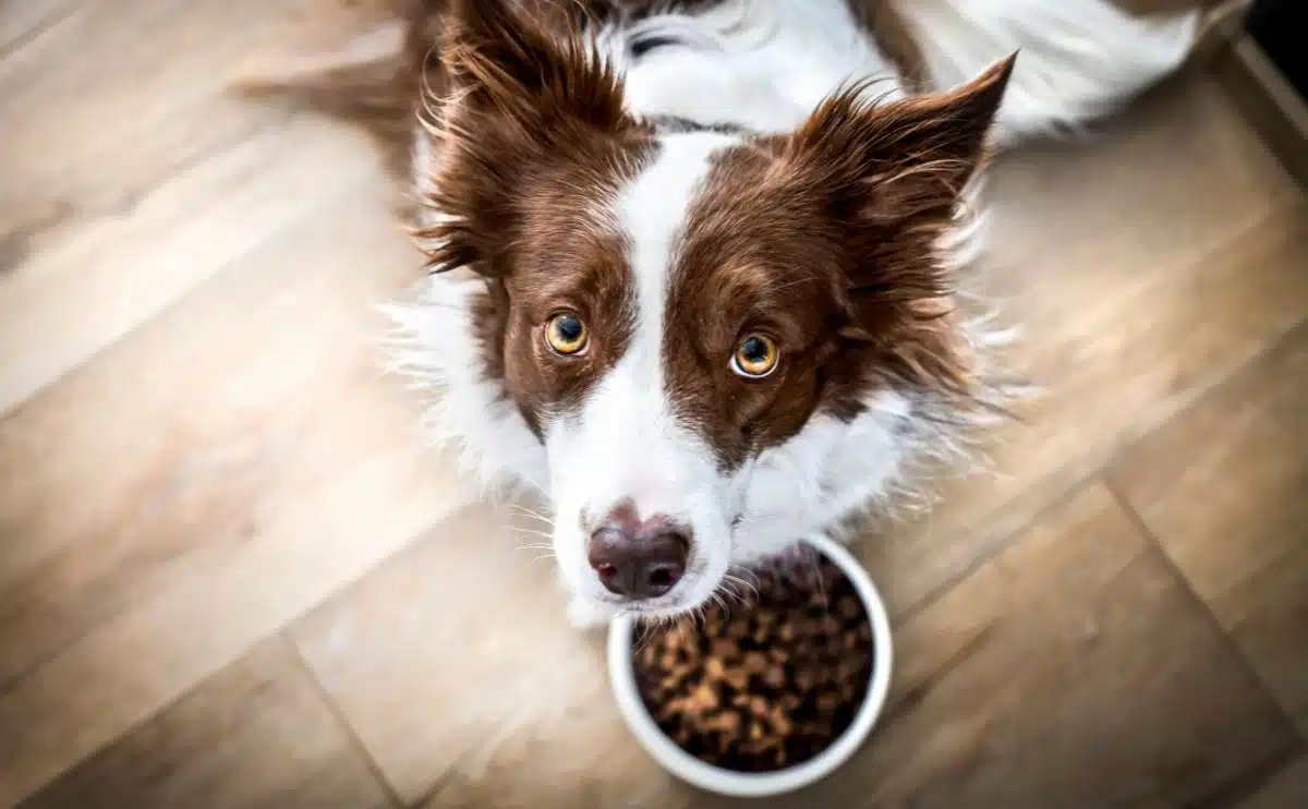Een border collie-hond die op voedsel in kom wacht die omhoog kijkt.