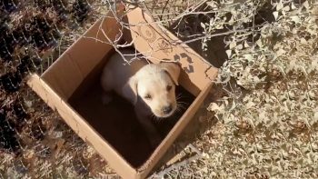 Eenzame puppy zat in een doos omringd door treinen, stemmen escaleren dichtbij